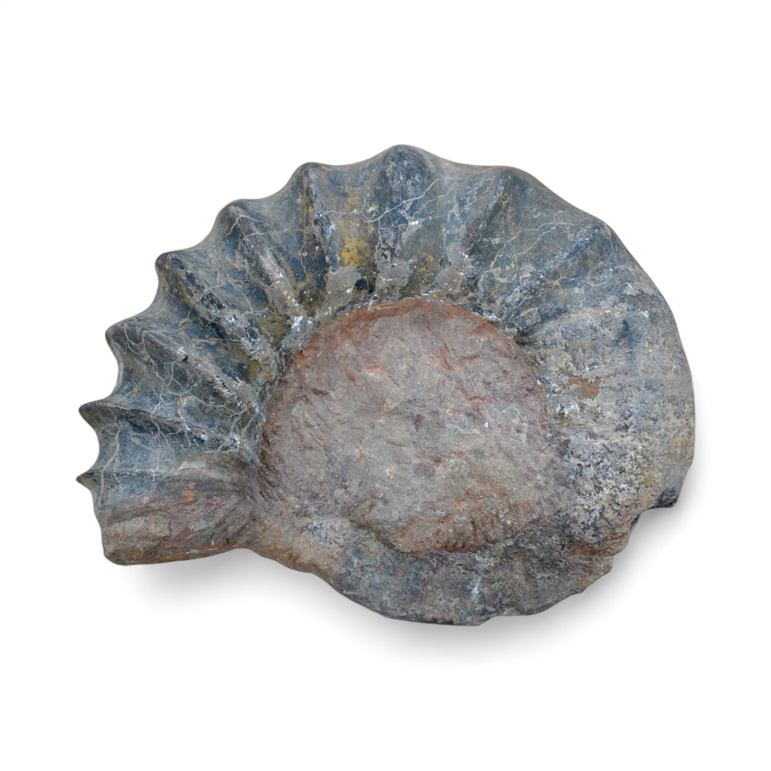 A large ammonite fossil, 40cm wide. Condition - good for age